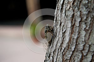 Cicada