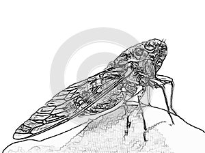 CICADA 3D SKETCH