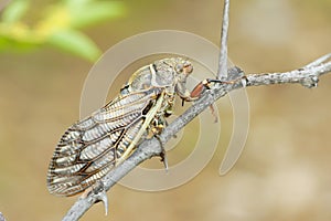 Cicada