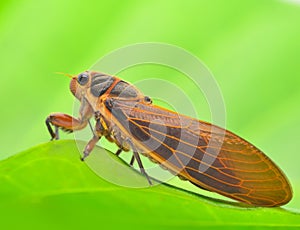 Cicada