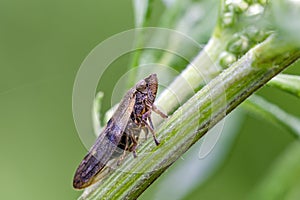 Cicada