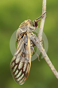 Cicada