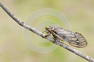 Cicada