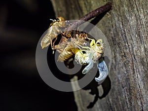 Cicada