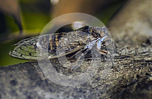 Cicada