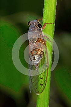 Cicada, Aarey Milk Colony , INDIA