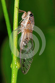 Cicada, Aarey Milk Colony , INDIA. The cicadas are a superfamily, the Cicadoidea, of insects in the order Hemiptera