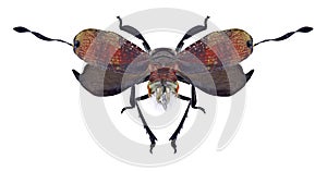 Cicada Ancyra annamensis