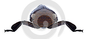 Cicada Ancyra annamensis