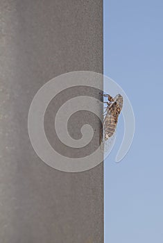 Cicada attached to metalic pole