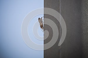 Cicada attached to metalic pole