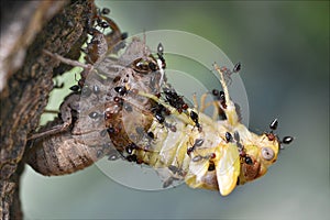 Cicada attacked by ants