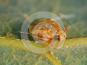 Cicada on avocado leaf