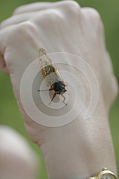 Cicada on Back of Hand - 13 year 17 year - Magicicada