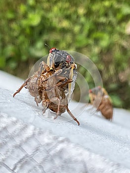 Cicada Band Shot