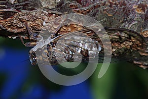 Cicada barbara lusitanica