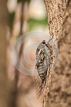 Cicada