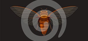 Cicada Beetle Insect on Dark Background. Vector