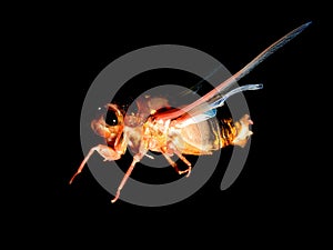 Cicada on black background