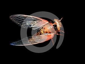 Cicada on black background