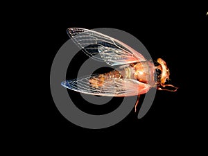 Cicada on black background