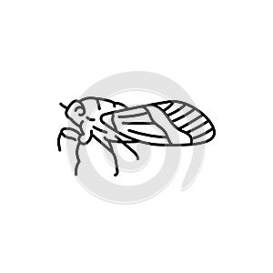 Cicada black line icon.
