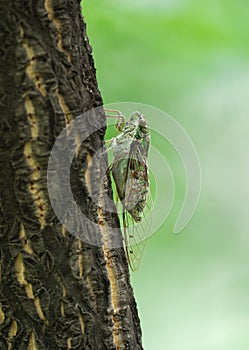 Cicada on bole