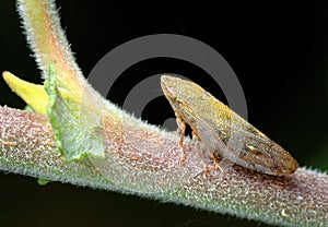 Cicada on a branch. photo