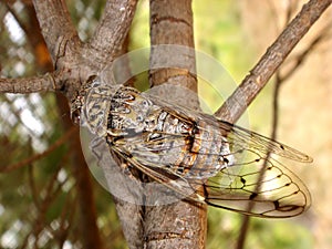 Cicada on branch