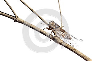 Cicada on the branch