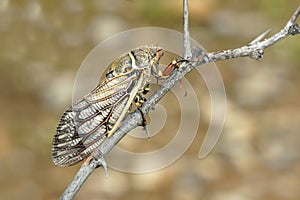 Cicada photo