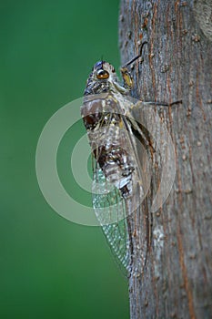 Cicada on the brown tree