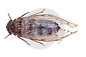 Cicada Bug