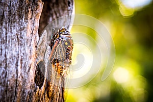 Cicada Bug. Cicada insect. Cicada stick on tree at the park of thailand Tremendous musical abilities of cicada.