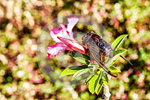 Cicada Bug. Cicada insect. Cicada stick on tree at the park of thailand Tremendous musical abilities of cicada.