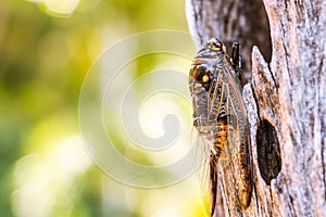 Cicada Bug. Cicada insect. Cicada stick on tree at the park of thailand Tremendous musical abilities of cicada.
