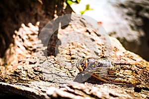 Cicada Bug. Cicada insect. Cicada stick on tree at the park of thailand Tremendous musical abilities of cicada.