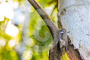 Cicada Bug. Cicada insect. Cicada stick on tree at the park of thailand Tremendous musical abilities of cicada.