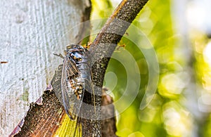 Cicada Bug. Cicada insect. Cicada stick on tree at the park of thailand Tremendous musical abilities of cicada.