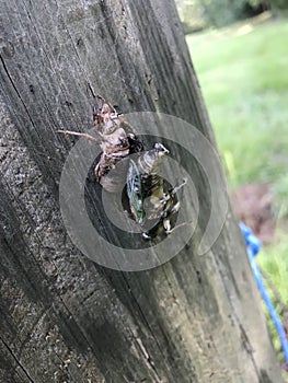Cicada Bug Emerging From the Shell - Magicicada