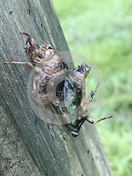 Cicada Bug Emerging From the Shell - Magicicada