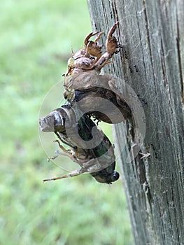 Cicada Bug Emerging From the Shell - Magicicada
