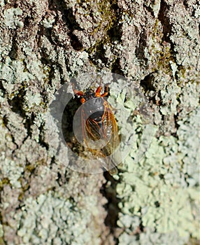 Cicada bug with red eyes, resting on tree bark.