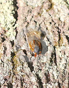 Cicada bug with red eyes, resting on tree bark on sunny day.