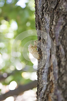 Cicada bug shell macro photo