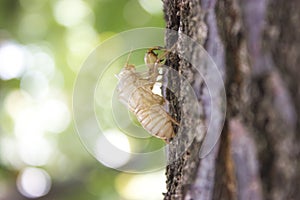 Cicada bug shell close up view
