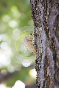 Cicada bug shell on a tree