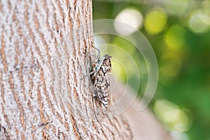 Cicada camouflaged on an olive tree