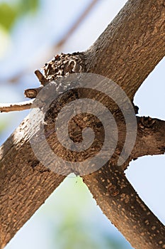 Cicada camouflaged on the tree