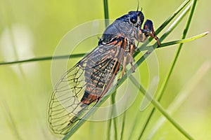 Cicada Cicadidae. Males chirp, or sing, mostly during the hottest time of the day.